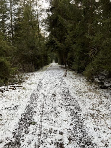 Pfrunger-Burgweiler Ried: Großer Trauben