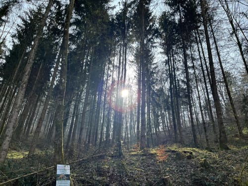 Rundwanderweg Weinheim Raubschloss 3: Exotenwald-Weg