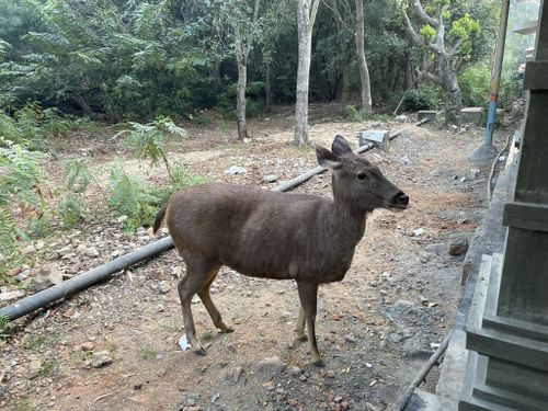 2023 Best Moderate Trails in Sri Venkateswara Wildlife Sanctuary ...