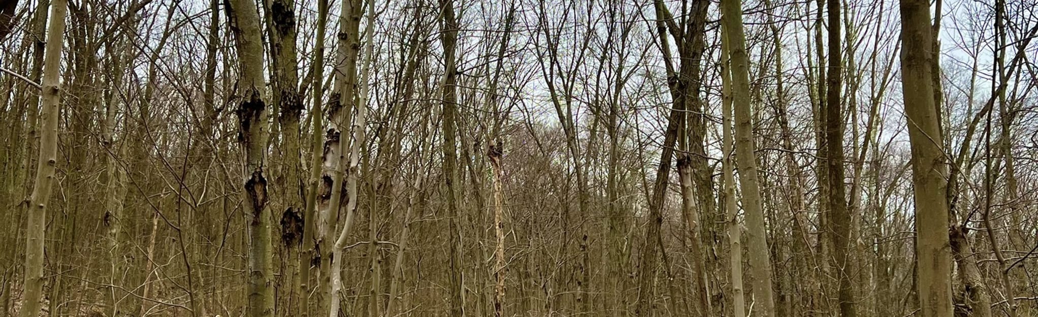 Ledgewood Park Red Trail 6 Reviews, Map New Jersey AllTrails