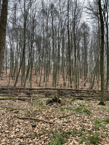 Uedem: Durch den Hochcwald (A4)