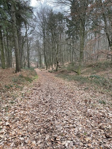 Uedem: Durch den Hochcwald (A4)
