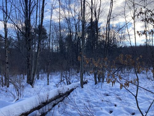 Best Hikes and Trails in Emmons Pond Bog Preserve | AllTrails