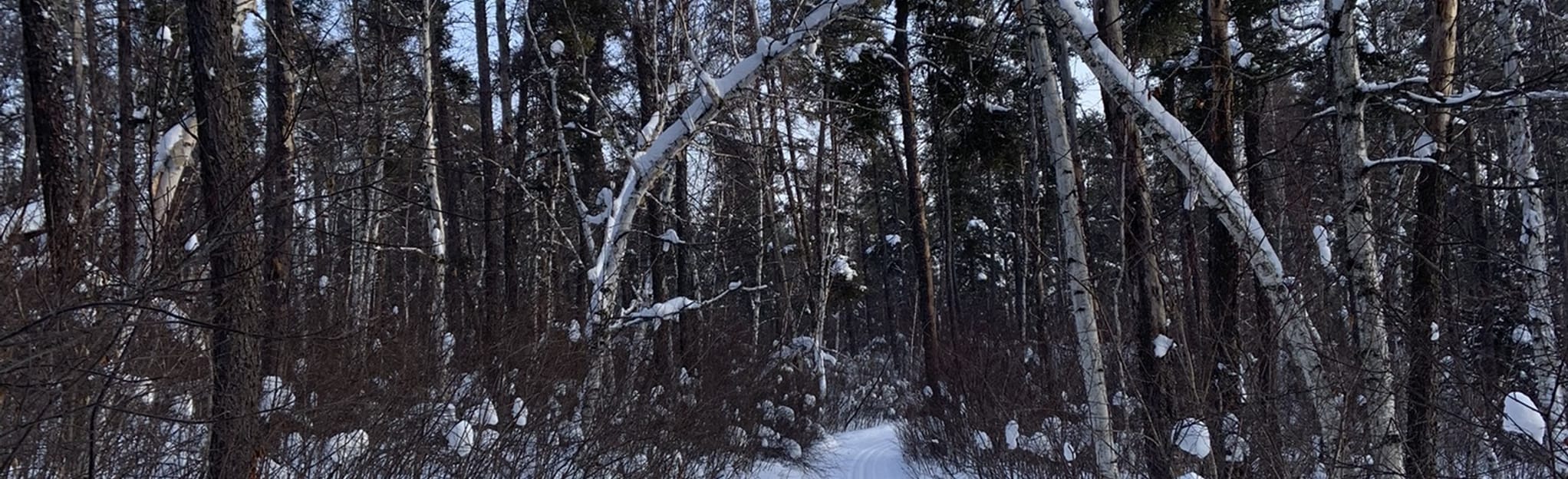 Sandilands Purple Trail 61 Photos Manitoba, Canada Randonnée AllTrails