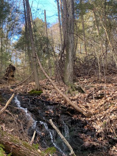 Best Hikes and Trails in Rocky Glen State Park | AllTrails