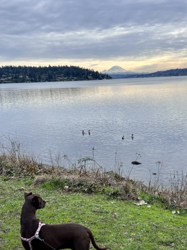 are dogs allowed at seward park seattle