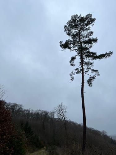 EifelSchleife Burgenblick