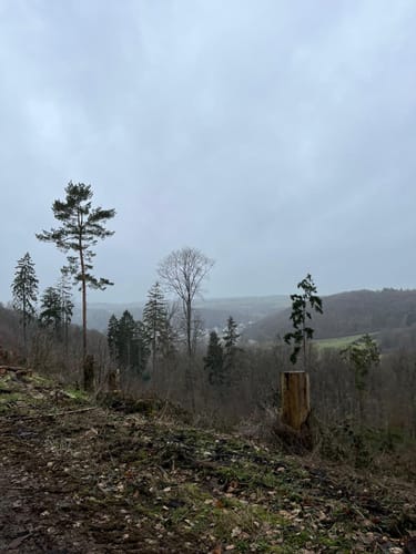 EifelSchleife Burgenblick