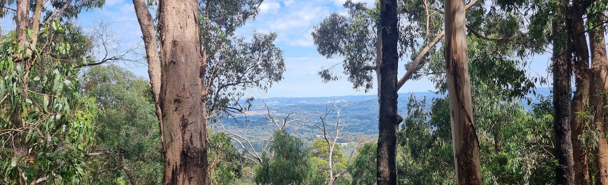 Mount Riddell, Victoria, Australia - 224 Reviews, Map | AllTrails