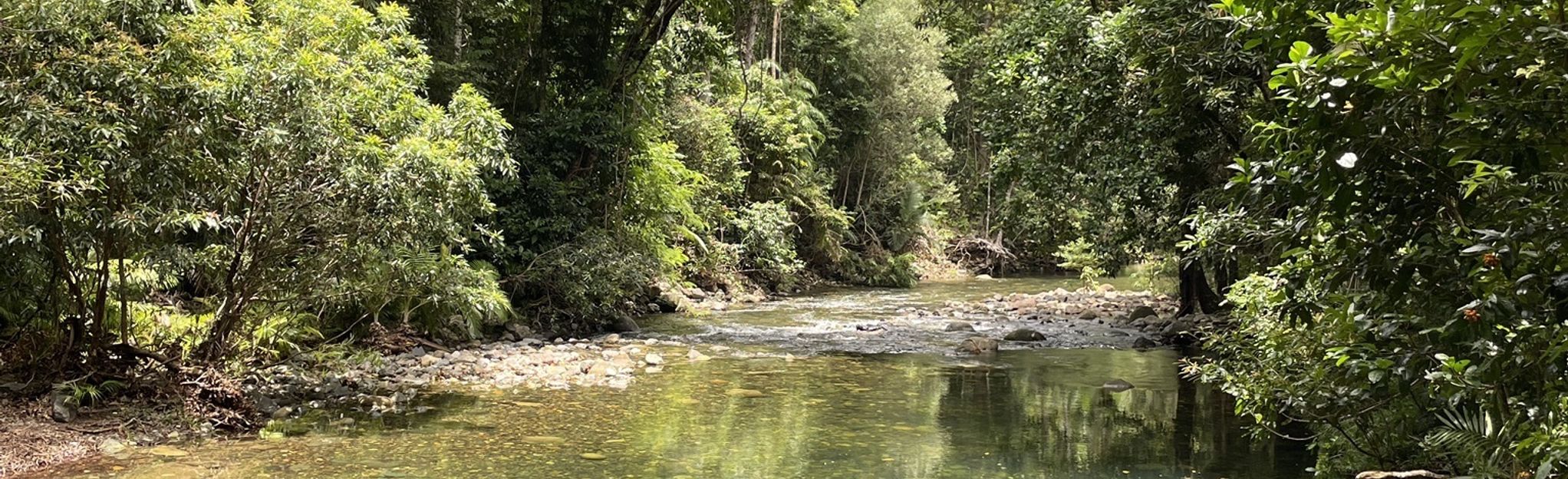 How To Get To Emmagen Creek Swimming Hole Cape Tribulation