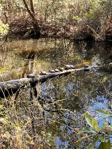 Best Hikes and Trails in Jones Swamp Wetland and Nature Preserve ...