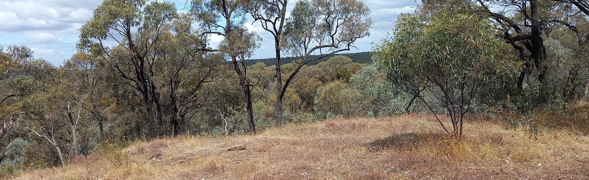 Leanganook Track Bendigo Goldfields Walk 30 Fotos Victoria, Australien AllTrails