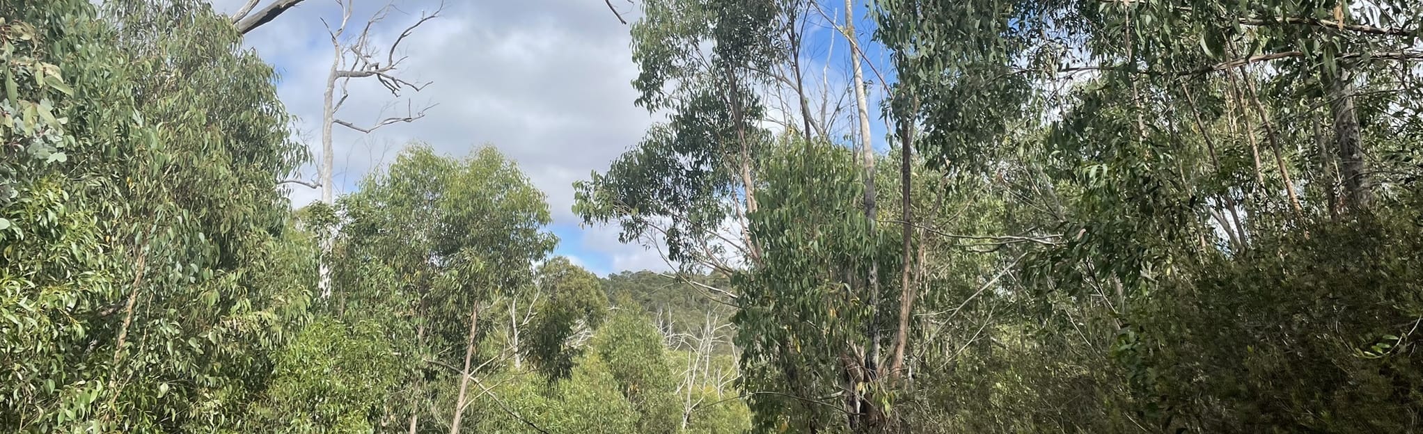 Kersbrook Forest Reserve Loop, South Australia, Australia 9 Reviews