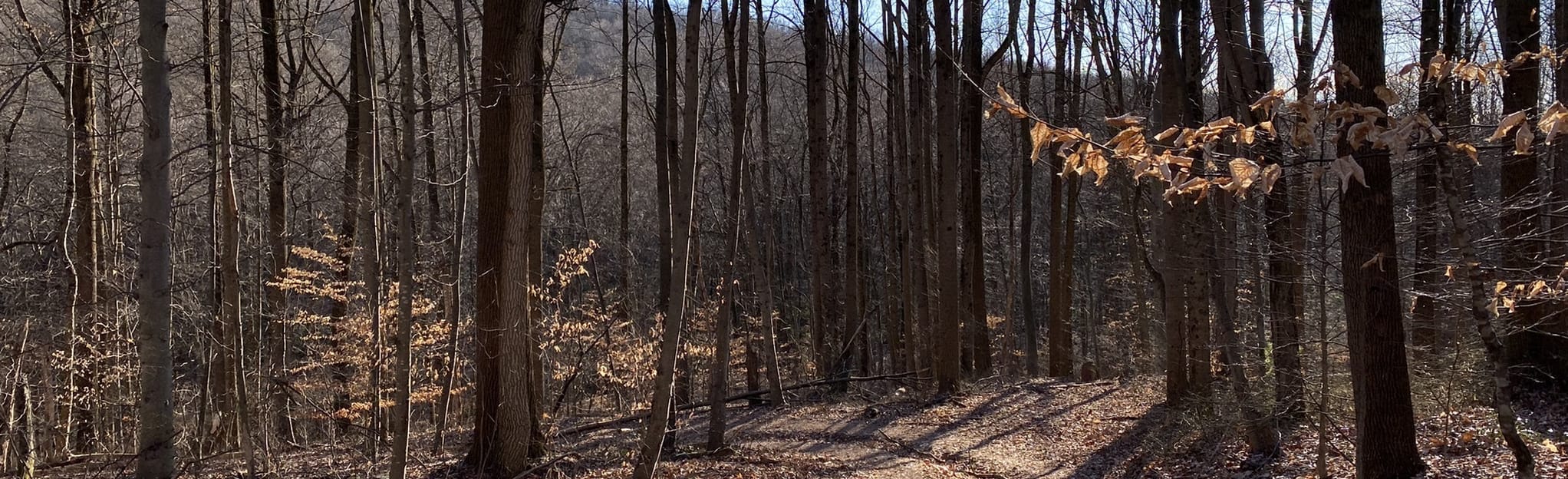 Pretzel Hut through Rannels Kettle via Horseshoe Trail 229 Reviews