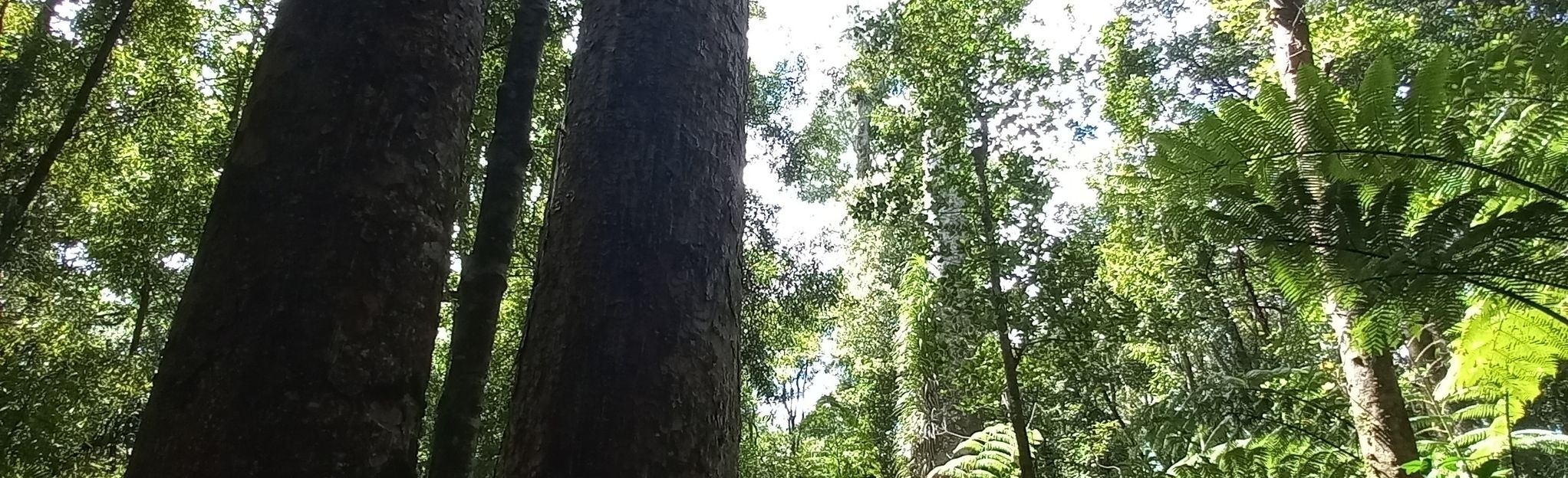 Trounson Kauri Walk, Northland, New Zealand - 27 Reviews, Map | AllTrails