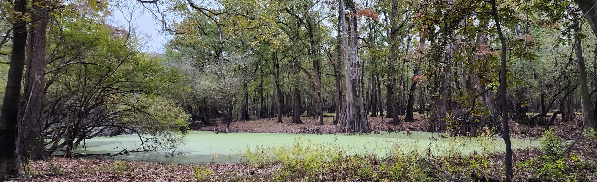 Cat Island Blackfork Walking Trail: 4 Reviews, Map - Louisiana | AllTrails