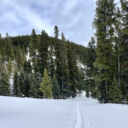 2023 Best Snowshoeing Trails in Neihart AllTrails