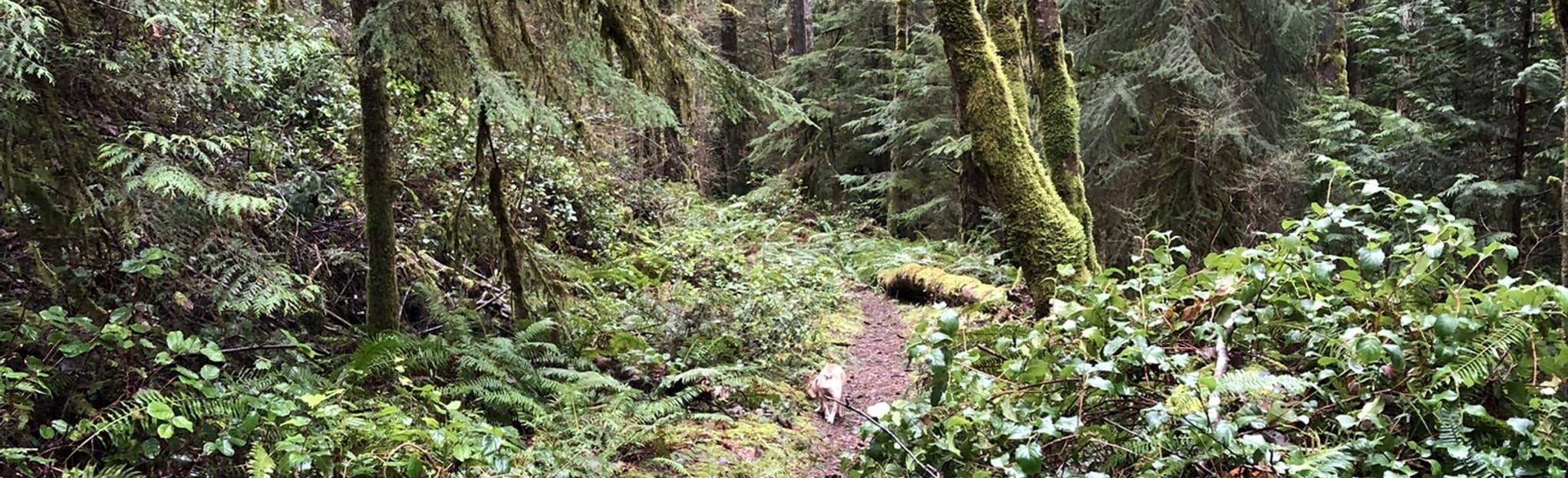 Armstrong, Gravy, and RPM 23 Reviews, Map British Columbia, Canada AllTrails