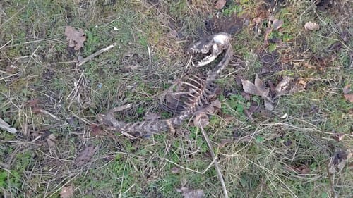 Zeche Ewald und Halde Hoheward