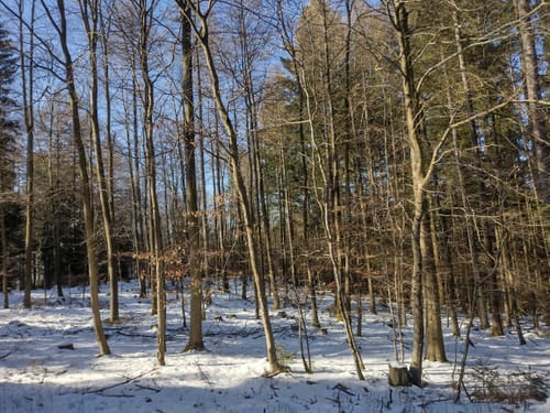 Goldkronach Rundwanderweg Nr. 5