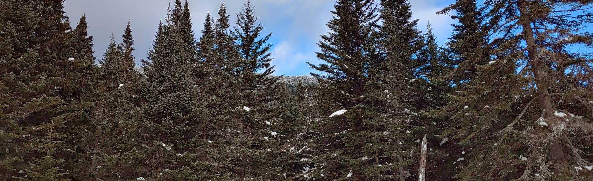 Beaver Meadow Trail 165 Reviews, Map Vermont AllTrails