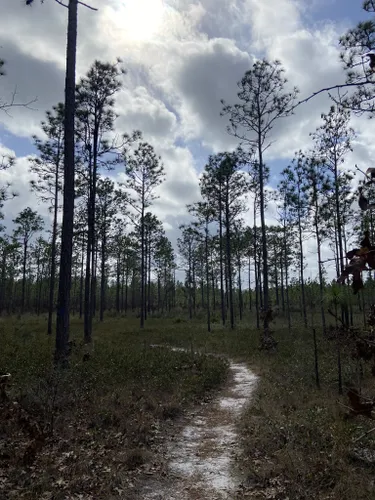 10 Best Hikes and Trails in Apalachicola National Forest | AllTrails