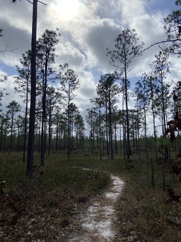 2023 Best Long Trails in Apalachicola National Forest | AllTrails