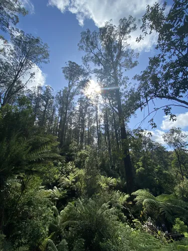 Best hikes dandenong clearance ranges