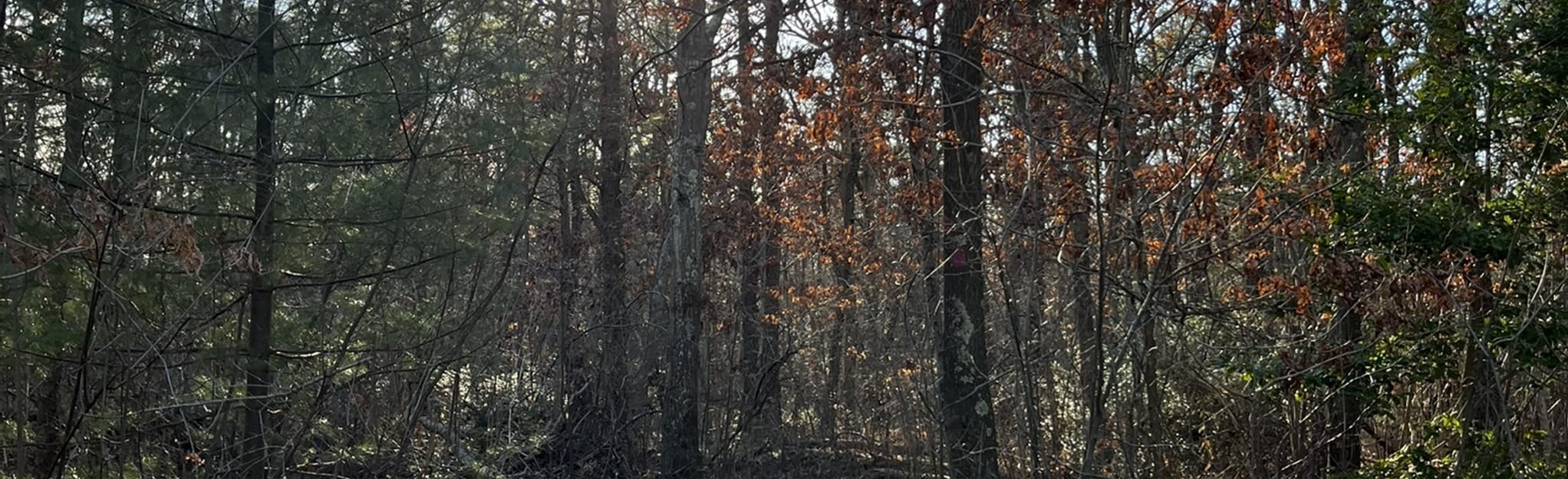 Bethpage Red Trail 70 Reviews, Map New York AllTrails