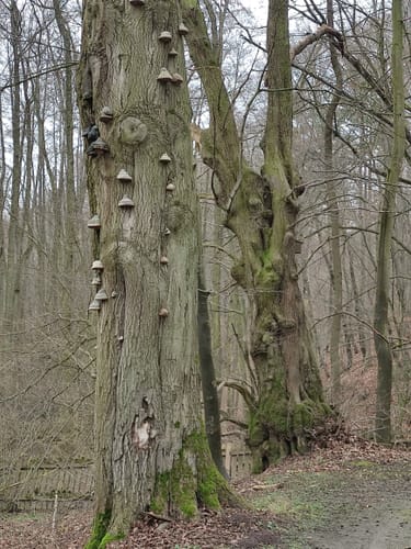 Schlosspark Wilhelmsthal