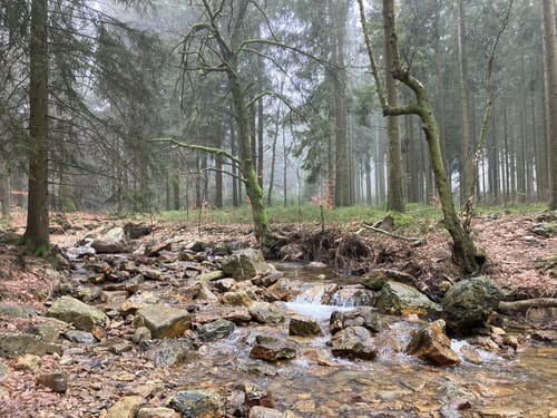 Struffeltroute