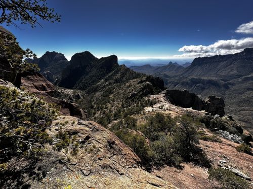 are dogs allowed at big bend national park