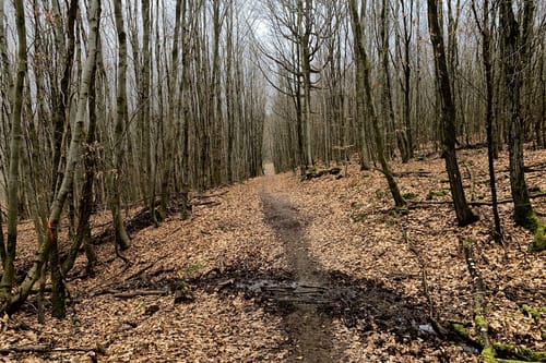 Frohn-Wald-Weg (Premiumwanderweg)