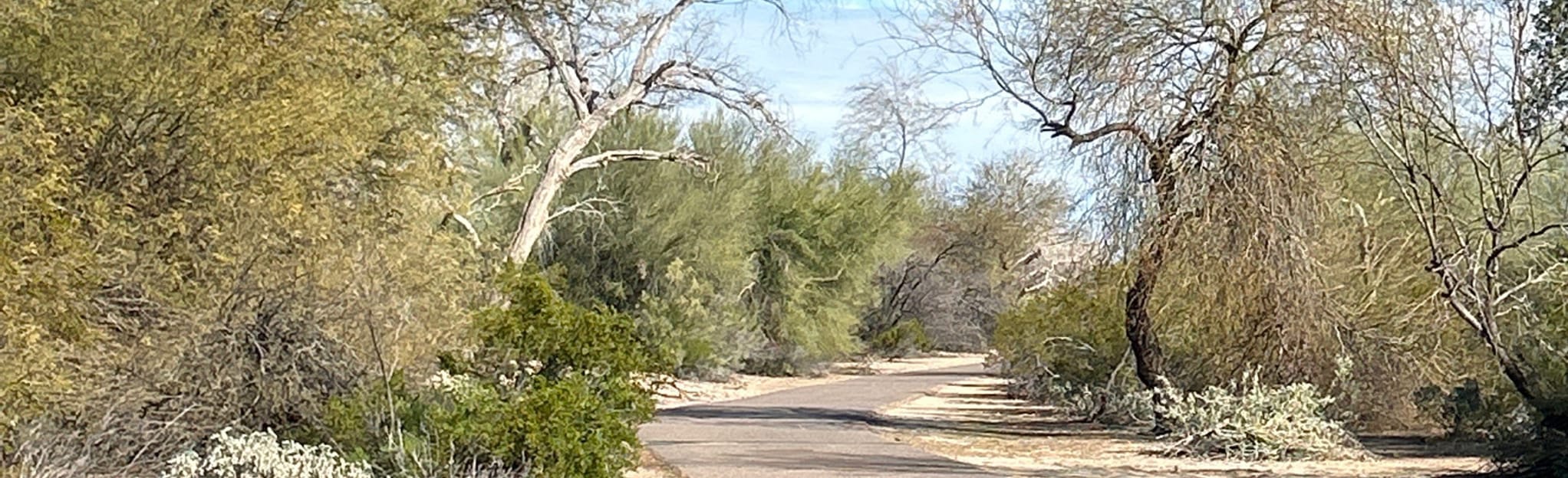 Queen Creek Wash Trail Arizona AllTrails