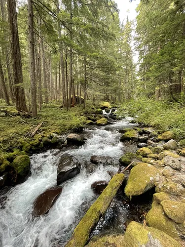 Dog friendly hikes outlet olympic national park