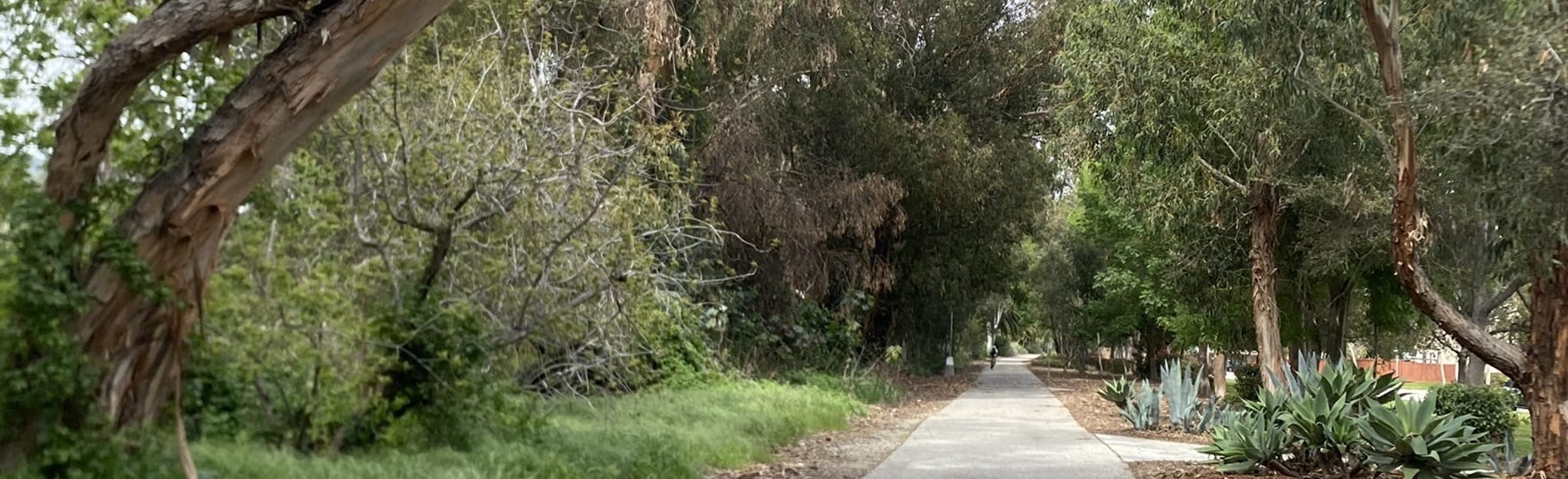 Ojai to Ventura Bike Path via Downtown Ojai, California 178 Reviews