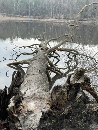 Um den Großen Lienewitzsee