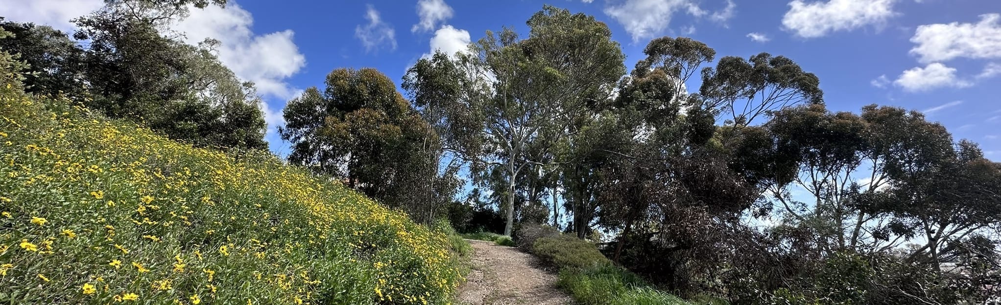 Presidio Park Loop 289 foto California AllTrails