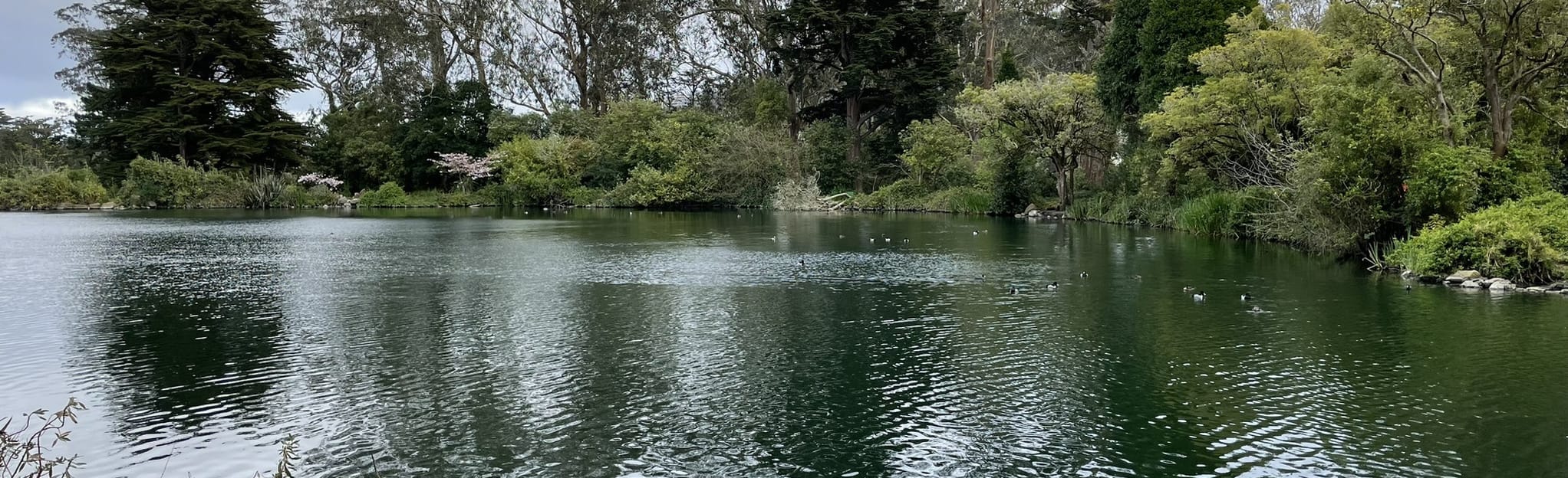 Hippie Hill, Conservatory of Flowers, and Stow Lake Loop 170 Reviews, Map California AllTrails