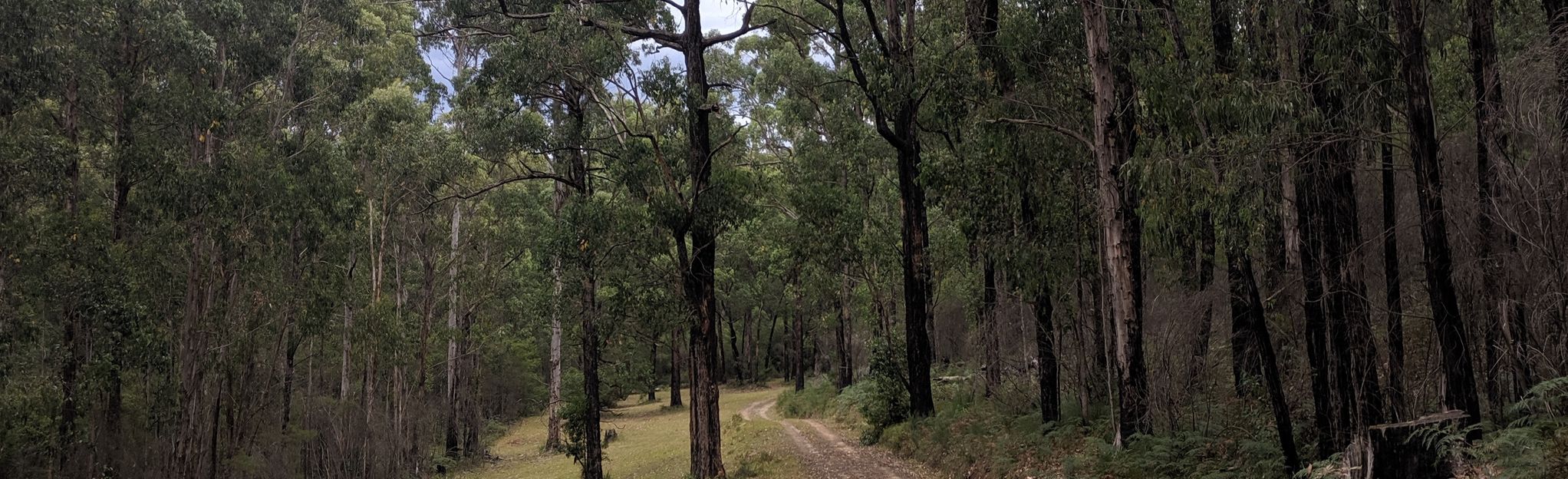 Silver Creek Red Track, Victoria, Australia - 11 Reviews, Map | AllTrails