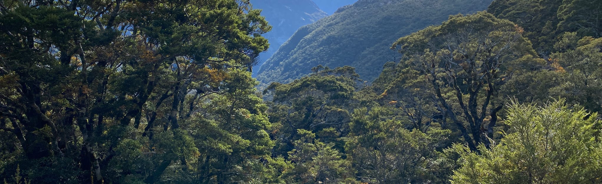 AllTrails Greenstone Caples Track Full Loop from The Divide 16 Reviews, Map Otago, New Zealand