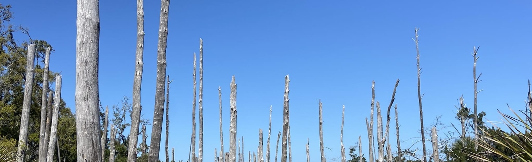 Sapelo Island Nature Trail, 9 Reviews, Map AllTrails