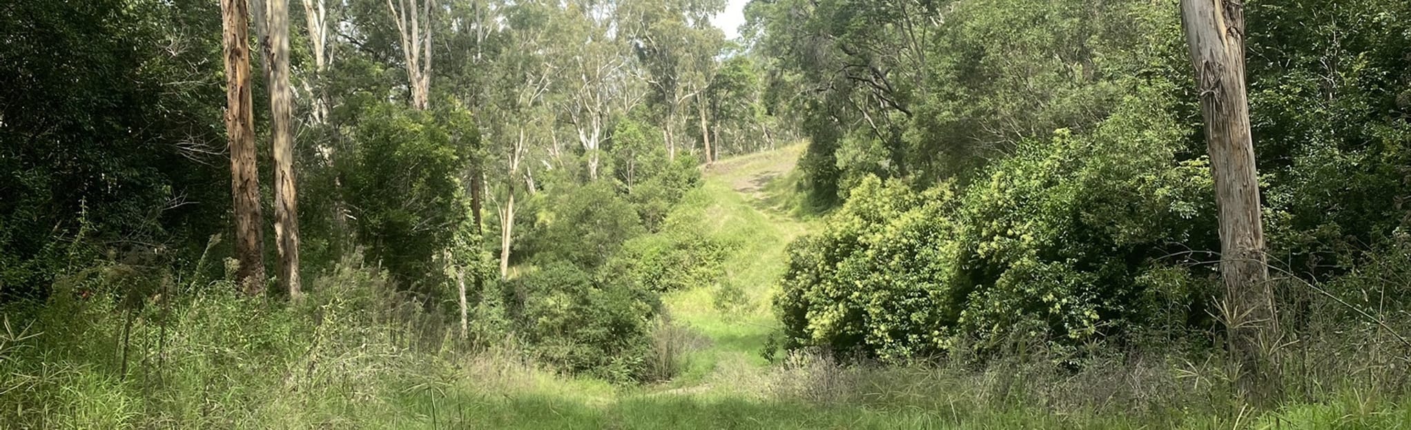 Redwood Forest Walk and Eagle's Nest Trail to Redwood Bridle Trail: 134
