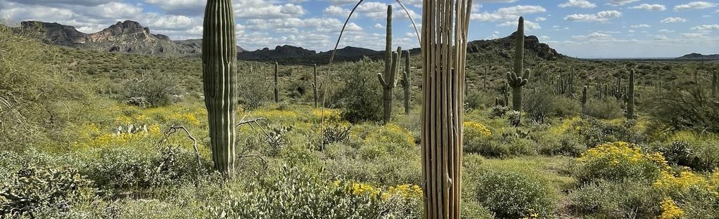 Desperado en Arizona 🏜️ 