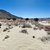 Lower Coyote Canyon California 134 Reviews Map AllTrails