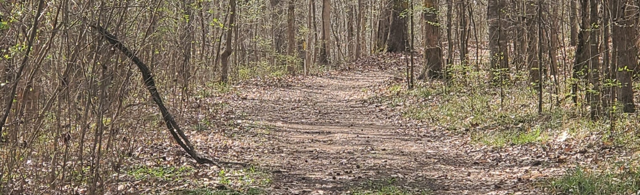 Cathedral Caverns Gray Trail, Alabama 45 Reviews, Map AllTrails