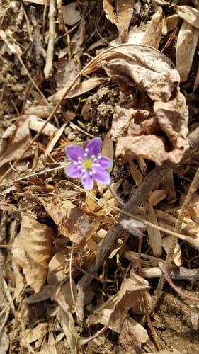 Best Hikes and Trails in T Howard - EyJidWNrZXQiOiJhc3NldHMuYWxsdHJhaWxzLmNvbSIsImtleSI6InVwbG9hZHMvcGhvdG8vaW1hZ2UvNTc3MzYwNTMvZTc4NzY2ZjJhYWZmNWE0OGE5YjhhZWMwMjJmMTAyMDQuanBnIiwiZWRpdHMiOnsidG9Gb3JtYXQiOiJqcGVnIiwicmVzaXplIjp7IndpZHRoIjo1MDAsImhlaWdodCI6NTAwLCJmaXQiOiJpbnNpZGUifSwicm90YXRlIjpudWxsLCJqcGVnIjp7InRyZWxsaXNRdWFudGlzYXRpb24iOnRydWUsIm92ZXJzaG9vdERlcmluZ2luZyI6dHJ1ZSwib3B0aW1pc2VTY2FucyI6dHJ1ZSwicXVhbnRpc2F0aW9uVGFibGUiOjN9fX0=