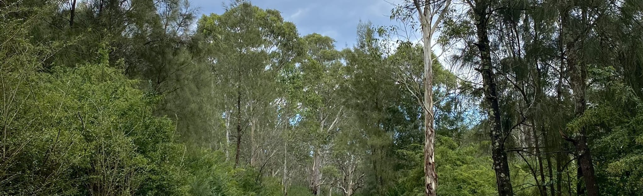 Jordan Springs to Ropes Crossing via Luxford Trail 161 foto's New South Wales, Australia