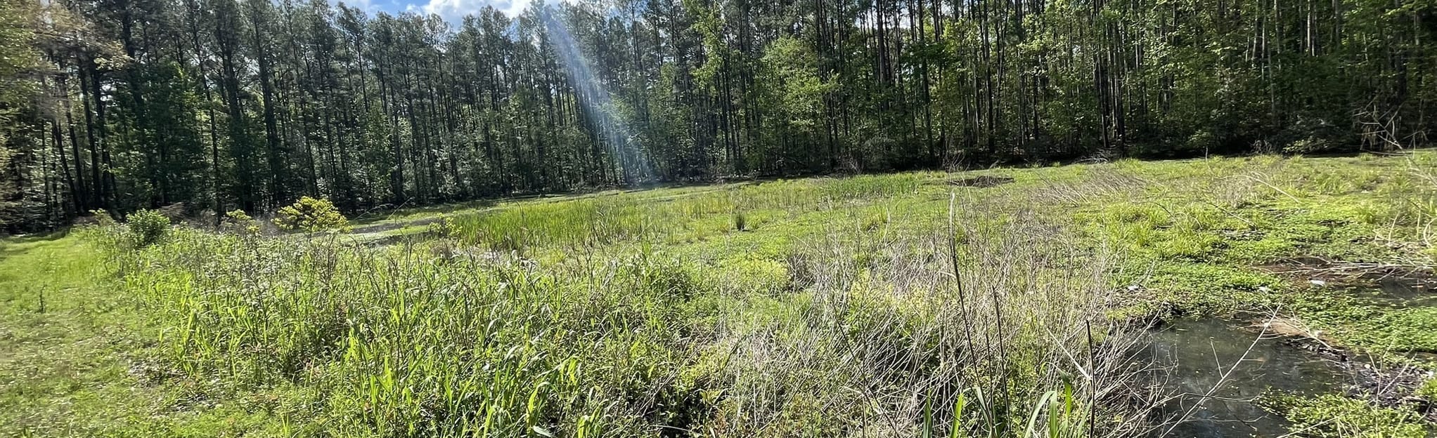 Sawmill Ridges Trail, South Carolina 90 Reviews, Map AllTrails