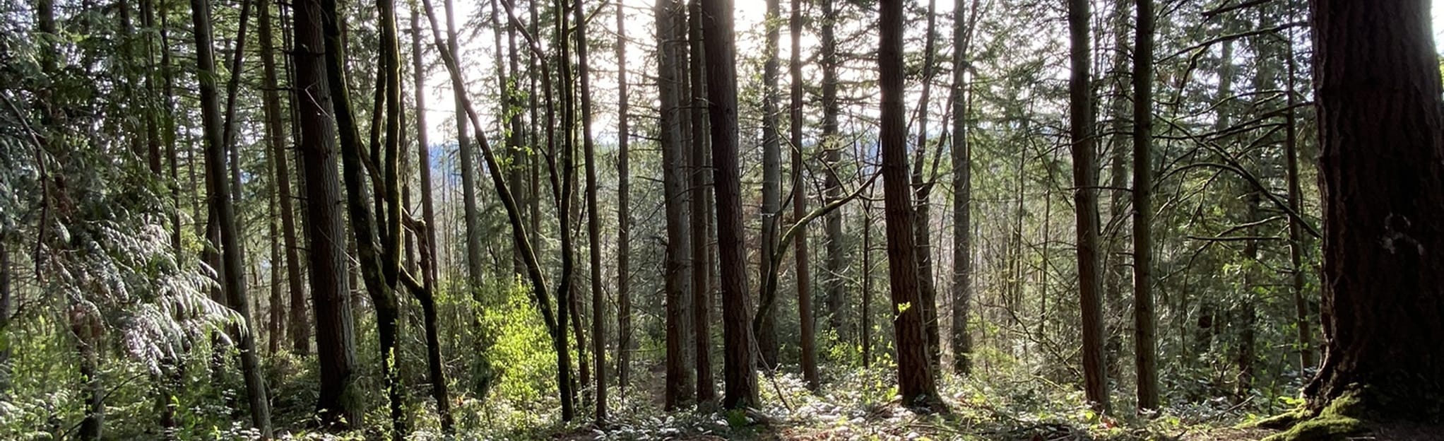 Shelton View Forest: 265 fotos - Washington | AllTrails